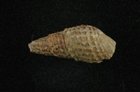 藏品(瘤蜷)的圖片